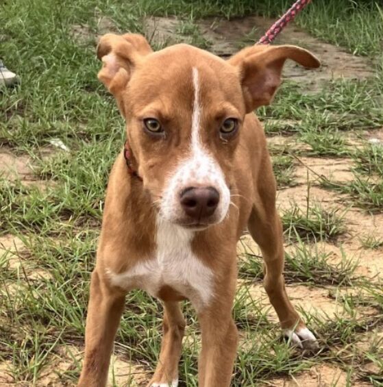 Mental Health for Dogs: How to Reduce Stress and Anxiety in Your Pet image